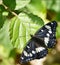 Southern white admiral butterfly