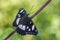 Southern White Admiral butterfly - Limenitis reducta