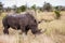 Southern White Rhino grazing in the tall dead grass in the Kruger National Park