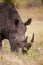 Southern White Rhino grazing in the tall dead grass in the Kruger National Park