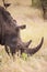 Southern White Rhino grazing in the tall dead grass in the Kruger National Park