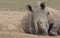 A southern white rhino resting on the ground while an oxpecker picks off parasites from its skin in the wild Ol Pejeta Conservancy