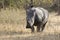 Southern white rhino that walks through the bush savanna in the