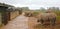 Southern White Rhino in a wet setting