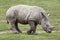 Southern white rhinoceros Ceratotherium simum.