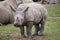 Southern white rhinoceros Ceratotherium simum.