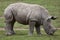 Southern white rhinoceros Ceratotherium simum.