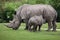 Southern white rhinoceros (Ceratotherium simum simum).