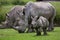 Southern white rhinoceros (Ceratotherium simum simum).