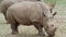 Southern white rhinoceros Ceratotherium simum simum. Critically endangered animal species