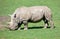 Southern White Rhinoceros grazing in a field