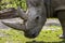 Southern white rhinoceros and his face, Silesian Zoo Garden