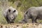 Southern white rhinoceros in Kruger National park