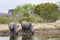 Southern white rhinoceros in Kruger National park