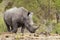 Southern white rhinoceros in Kruger National park