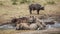 Southern white rhinoceros in Kruger National park, South Africa