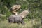 Southern white rhinoceros in Kruger National park, South Africa