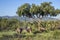 Southern white rhinoceros in Kruger National park, South Africa