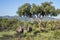 Southern white rhinoceros in Kruger National park, South Africa