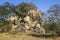 Southern white rhinoceros in Kruger National park, South Africa