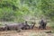 Southern white rhinoceros in Kruger National park, South Africa