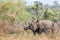 Southern white rhinoceros in Kruger National park, South Africa