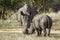 Southern white rhinoceros in Kruger National park, South Africa