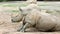 Southern white rhinoceros (lat. Ceratotherium simum simum)