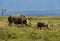 Southern White Rhinoceros or square-lipped rhinoceros - Ceratotherium simum simum, in Lake Nakuru in Kenya, horned rhino feeding