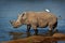 Southern White Rhinoceros or square-lipped rhinoceros - Ceratotherium simum simum, in Lake Nakuru National Park in Kenya, horned