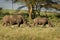 Southern White Rhinoceros or square-lipped rhinoceros - Ceratotherium simum simum, in Lake Nakuru National Park in Kenya, horned