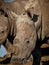 Southern White Rhinoceros or square-lipped rhinoceros - Ceratotherium simum simum, Lake Nakuru National Park in Kenya, horned