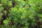 Southern wormwood Artemisia abrotanum herb