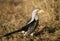 Southern Yellow-billed Hornbill