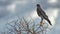 Southern yellow-billed hornbill in Acacia tree, Namibia