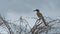 Southern yellow-billed hornbill in Acacia tree, Namibia