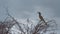 Southern yellow-billed hornbill in Acacia tree, Namibia