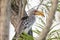 Southern yellow-billed hornbill, African Bird