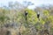 Southern yellow-billed hornbill in African landscape