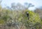 Southern yellow-billed hornbill in African landscape