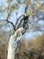 Southern yellow-billed hornbill in African landscape