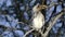 Southern Yellow-Billed Hornbill on a dead branch