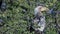 Southern Yellow-Billed Hornbill flies away