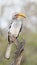 Southern yellow-billed hornbill perched on dead tree