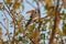 Southern yellow-billed hornbill perched in tree