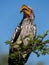 Southern yellow-billed hornbill sitting closeup