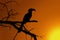 Southern yellow-billed hornbill Sunset Silhouette