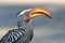 Southern yellow billed hornbill, Tockus leucomelas.