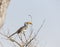 Southern yellow-billed hornbill (Tockus leucomelas)