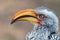 Southern yellow-billed hornbill (Tockus leucomelas)